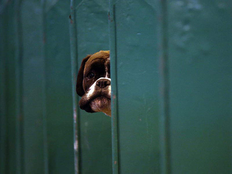 First bred in Germany to hunt large prey, the Boxer tends to have a lifespan on 8-10 years.