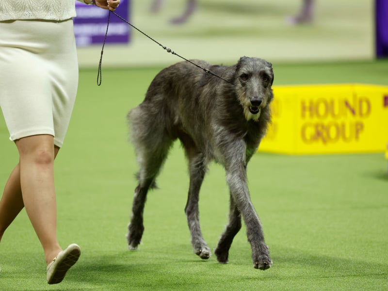 The Scottish Deerhound, or often simply called the Deerhound, was bred to hunt red deer in the Highlands. It's closely related to the Greyhound and lives for around 7-9 years.