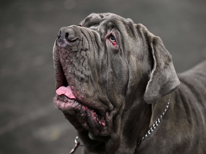 The adorably wrinkly Neopolitan Mastiff can expect to live for 8-10 years. It is descended from the traditional guard dogs of Southern Italy, particularly the Cane Corso.