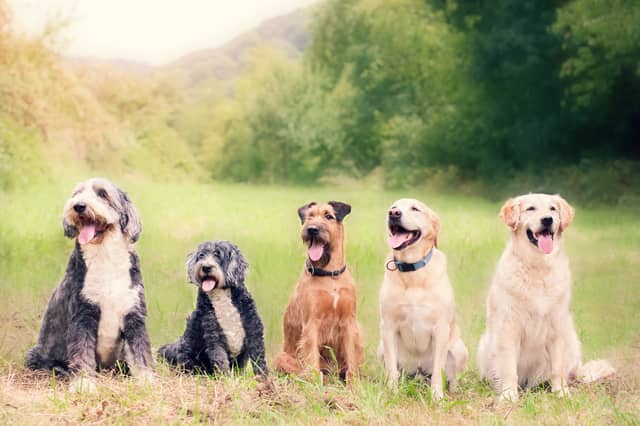 Different breeds of dog tend to have different average lifespans.