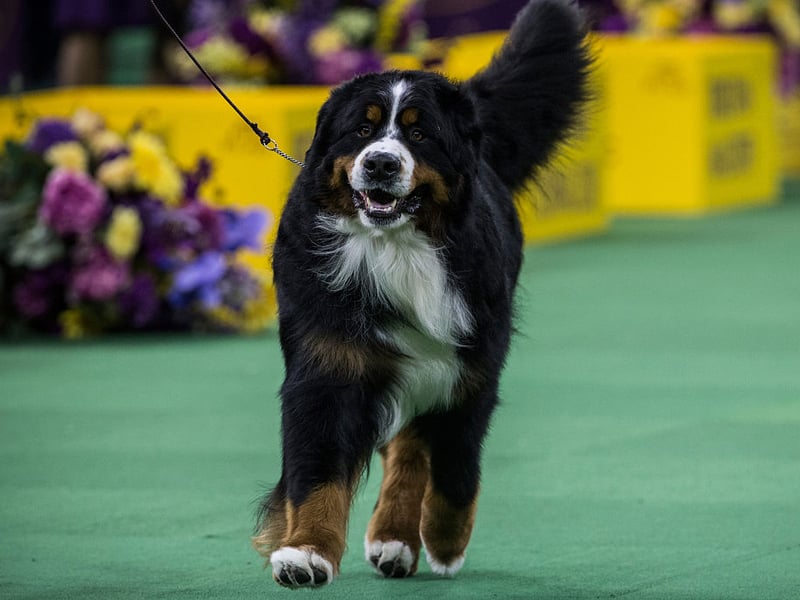 Another gentle giant, the beautiful Bernese Mountain Dog also lives around 6-9 years.