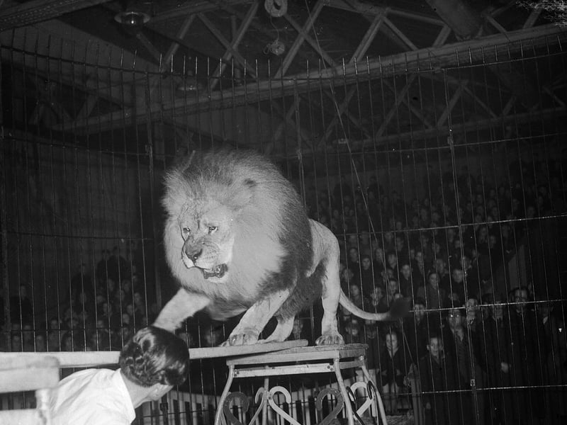 A lion with its trainer in a circus at Waverley Market in May 1955.