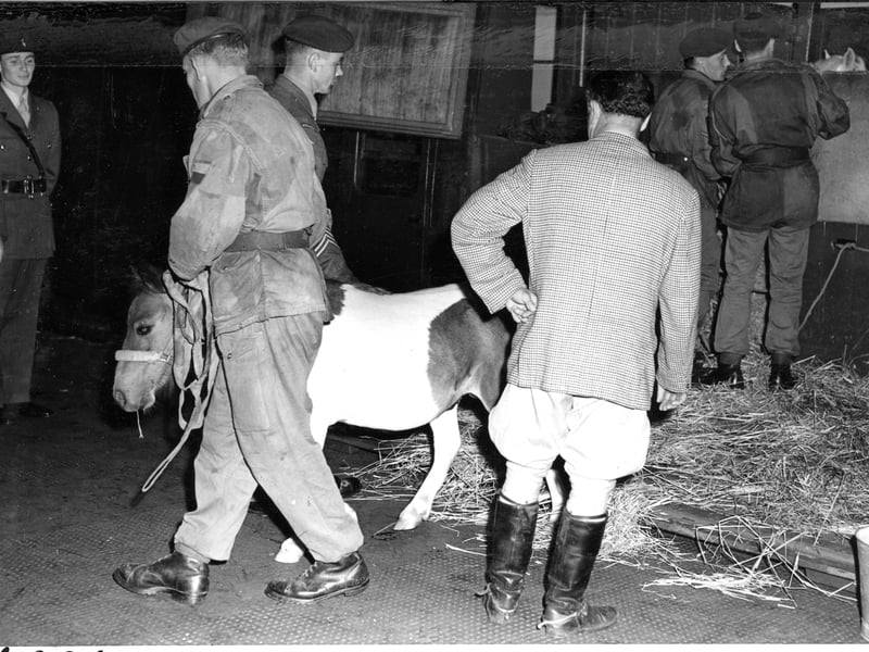 Members of The Parachute Regiment arrive at Waverley Station with their Shetland pony macots for the Edinburgh Festival 1962.