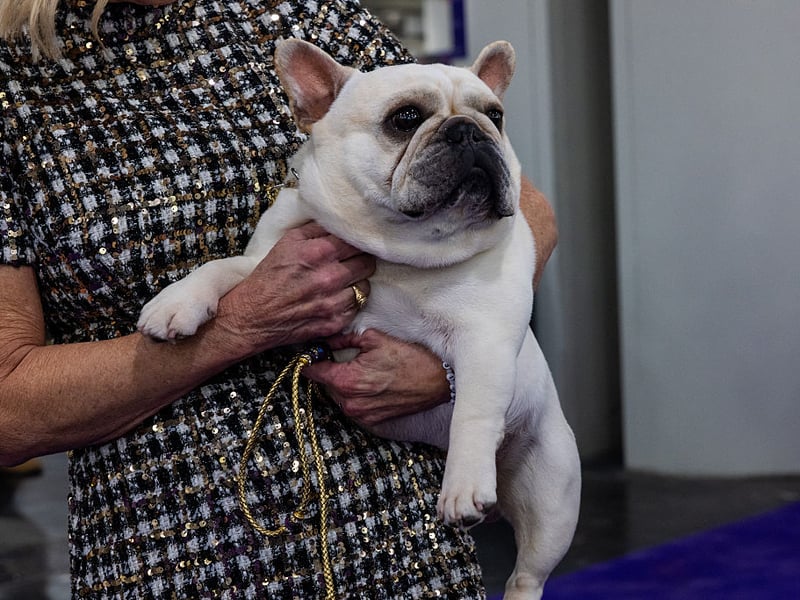 Sadly selective breeding has made the French Bulldog susceptible to a variety of physical conditions, including hip dysplasia. Responsible breeders will do all they can to better the bloodlines of their breeds, making their puppies less likely to develop problems.