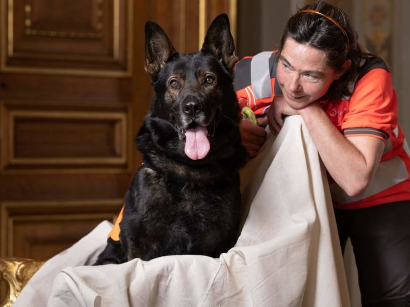 As a rule of thumb, larger dogs are generally more likely to develop hip dysplasia than smaller pups - and the German Shepherd is a case in point. They are most likely to suffer from the condition later in life, at around the age of seven.