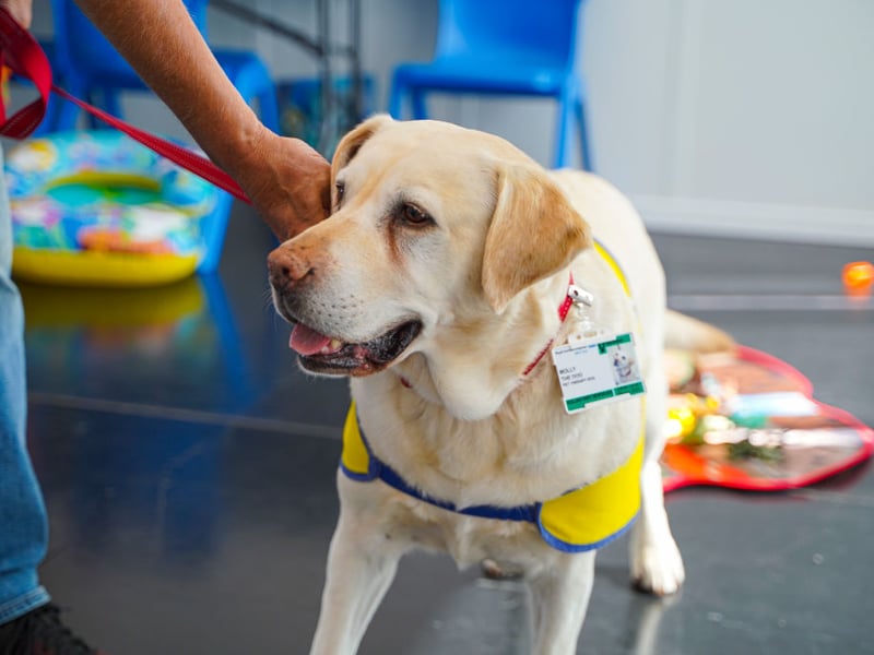 A combination of a large frame, genetic predisposition and weight distribution mean that lovable Labrador Retrievers commonly develop hip dysplasia. Symptoms of the condition include walking with a limp, lack of interest in exercise, reluctance to climb stairs, and a clicking sound when walking. It's not stopped them being the UK's - and the world's - favourite breed of dog.