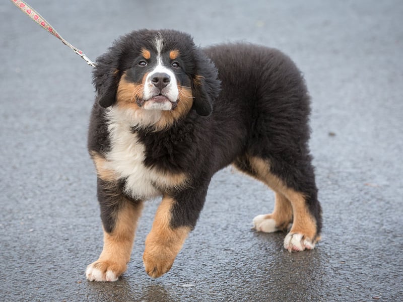 There are no prizes for guessing why the Bernese Mountain Dog often suffers from hip dysplasia - it's another breed whose huge size puts enormous strain on their joints. It's thought that around 28 per cent of Berners will develop the condition at some point in their lives.