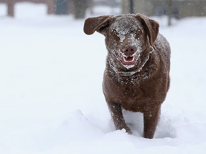 Breeds that grow particularly quickly are more likely to develop joint issues, including hip dysplasia - something that is the case for the the lovable and curly-haired Chesapeake Bay Retriever.