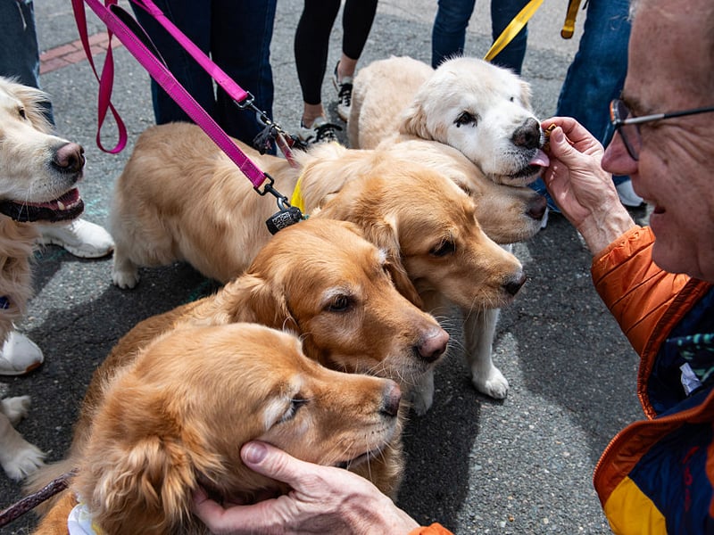What is true of the Labrador Retriever tends to also be the case for their close counsin the Golden Retriever. This includes the Lab's many positive attributes, but also the tendency to have hip problems. Some dogs show signs of the issue as early as just a few months old, while others show no problems until they are much older. 