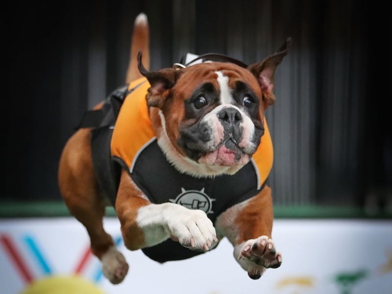 A medium sized breed breed that can develop hip dysplasia at any time of life is the Boxer. Dogs with the disporder can still lead long, full lives, especially with treatment.