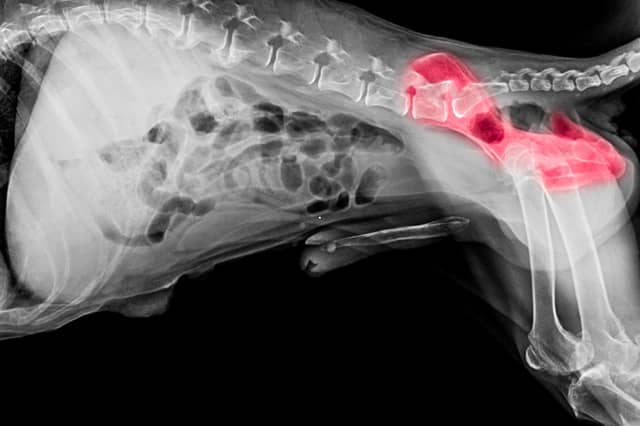 Hip dysplasia can be a serious condition for a dog.