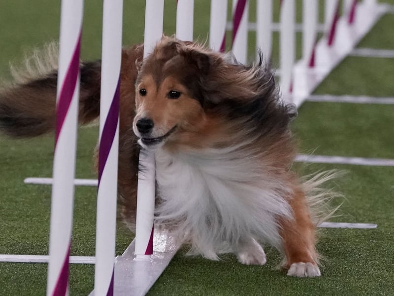 In common with all the herding shepherd breeds, the Shetland Sheepdog is prone to the misalignment of joints that is the root cause of the condition. It can force these energetic animals to live a fairly sedentary life. Too much exercise can have fatal repercissions for dogs with hip dysplasia.