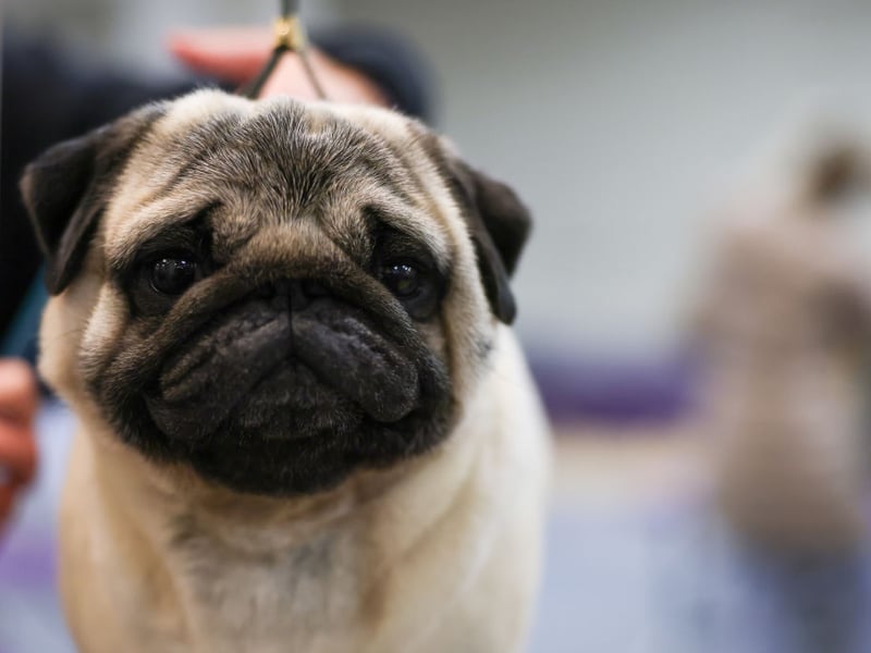 It's not just big dogs that get joint issues, one of the smallest breeds to be particularly susceptible to hip dysplasia is the Pug. They tend to develop the condition quite early in life. Treatments for hip dysplasia include weight reduction, exercise restriction, physical therapy, joint supplements, anti-inflammatory medications and joint fluid modifiers.