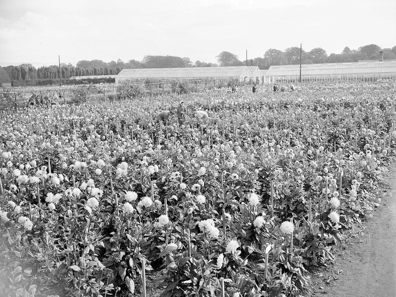 Flowers at Dobbies Nurseries in Dalkeith in September 1958.