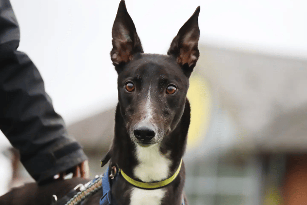 Team is a resilient and friendly three-year-old ex-racer who is quickly learning to love home life and could live with older children or another similar dog. As he has never lived in a house before, he will need a patient family and a secure garden to help him continue his training.