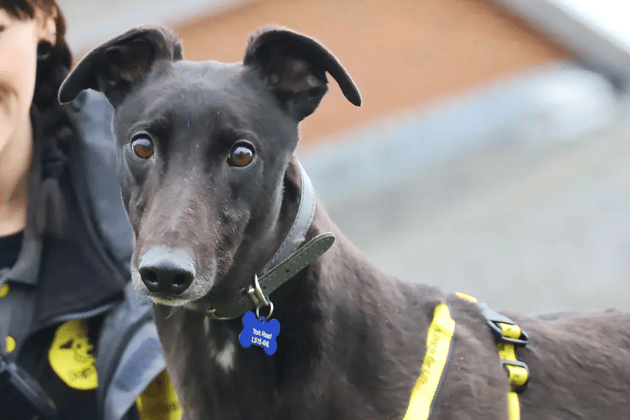 Trout is a sweet, gentle soul who finds the world a bit worrying and needs a peaceful, adult-only home with a predictable routine to help him settle. He would prefer to be the only pet in the household so he can have all the space and time he needs to come out of his shell.