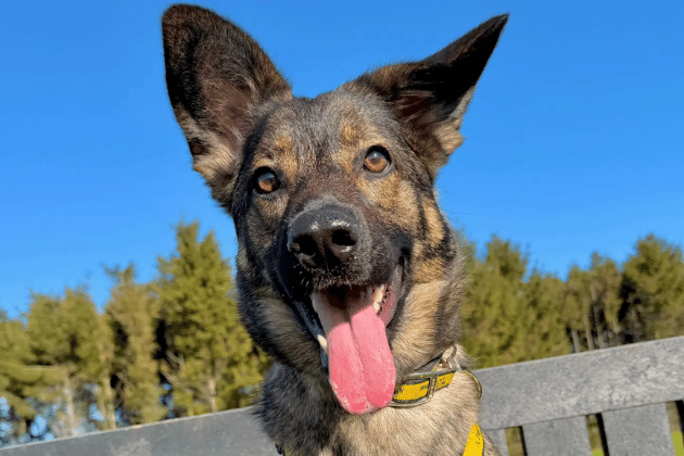 Bursting with potential but currently very shy, one-year-old Luna is looking for a calm, adult-only home where she can follow a consistent routine to build her confidence. She has had an unsettled start to life and will need to be the only pet in the home to ensure she can flourish.
