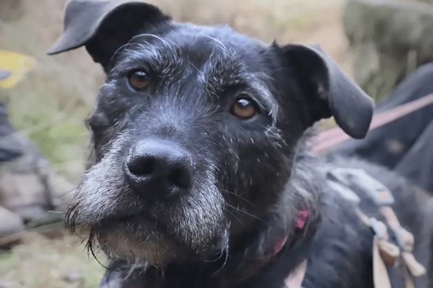 If you're looking for an adventure buddy, five-year-old Brontë is a high-energy girl who is always ready for fun and rarely keeps her paws on the ground. She needs to be the only pet in a peaceful adult home where her new owners can put time into settling her into a routine.