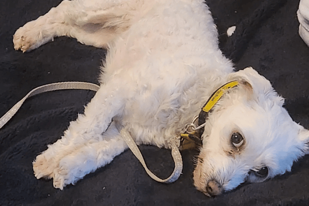 Sweet Bluebell has overcome a difficult past and is looking for a quiet, adult-only home where she must live with another confident dog to help her feel brave. Because she is very timid and needs a lot of settling in, she requires a family who can be at home with her most of the time.