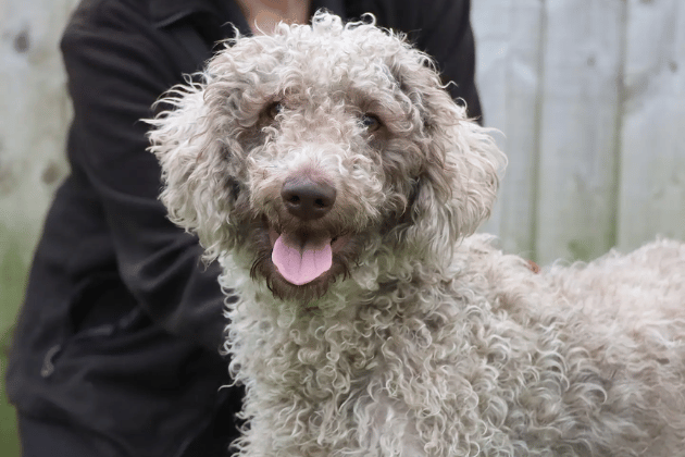 One-year-old Lulu has lived a sheltered life and is looking for a patient family within an hour's drive of Leeds to help her discover the world at her own pace. She needs a home with a secure garden where she can play safely and work on her housetraining as she builds up her confidence.