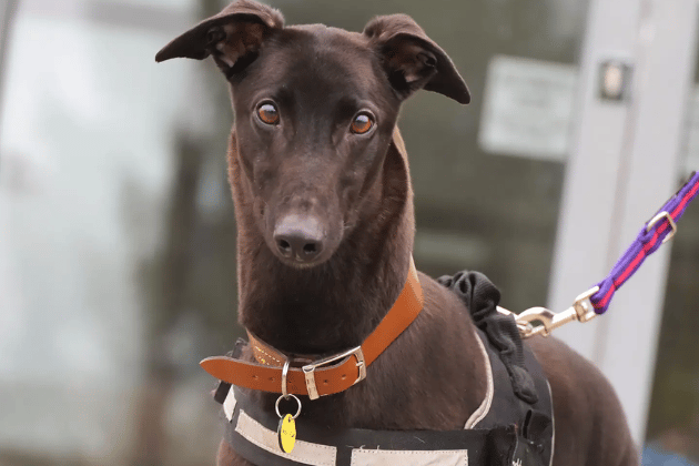 Jack is a gentle three-year-old ex-racer who is fully housetrained, travels well in the car, and is happy to be left alone for a few hours. While he is friendly with children and other dogs, his natural prey drive means he must live in a home without cats or small furry animals.