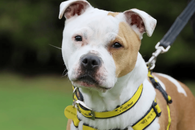 Dori is a gorgeous, friendly four-year-old who loves being near her people and would even like to sleep in her adopter's bedroom for comfort. She is a big, bouncy girl who needs a calm routine as the only dog in the home, ideally with a secure garden to help her brush up on her housetraining.