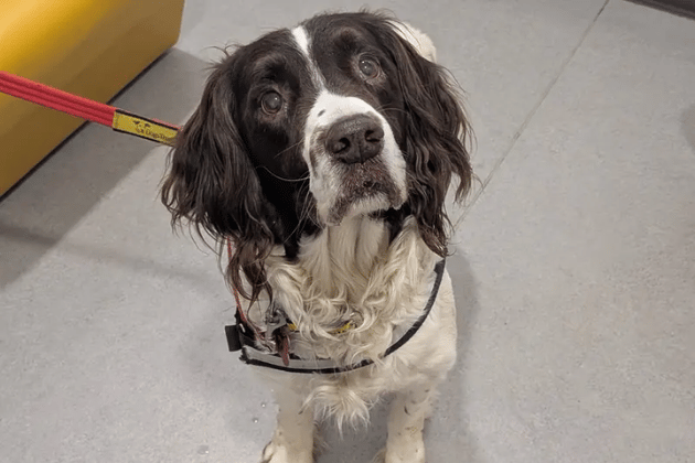Don't let his 10 years fool you, as this affectionate Springer Spaniel is still very young at heart and would love an active home with a secure garden to burn off his energy. He is fully housetrained and dog-social, meaning he could potentially share his new home with another canine friend.