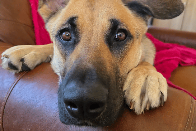 Two-year-old Mara is a 'special project' dog who has spent much of her life in kennels and needs dedicated owners with a real interest in behavioural training. While she finds the outside world worrying, the team believes that with plenty of time and consistency, she has the potential to be a wonderful companion.
