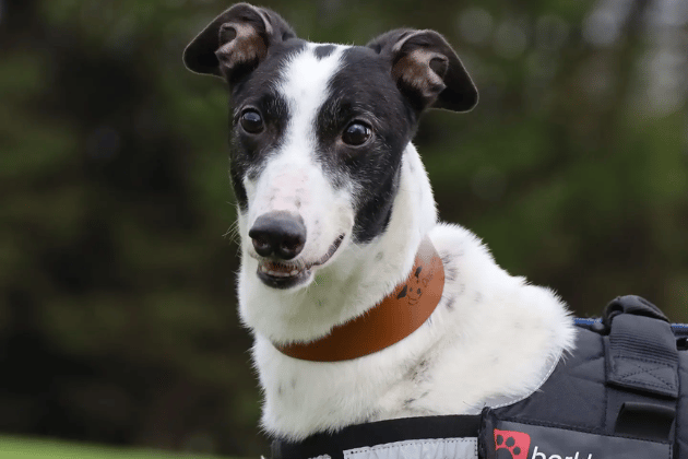 Eight-year-old Dot is a people-oriented girl who thrives on fuss and attention, making her a perfect companion for a family with confident older children. She is social enough to potentially live with another similar dog, provided they have a successful meeting at the centre first.