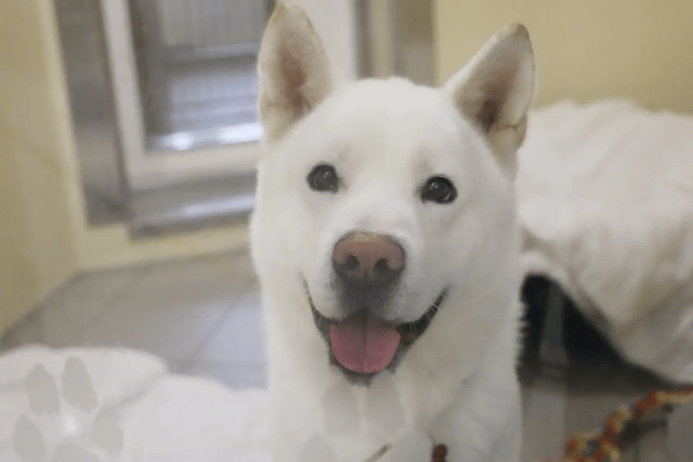 This handsome two-year-old is a gentle lad who needs active adopters ready for exercise in all weathers and a secure garden to explore. Because he can be anxious with handling and struggles when left alone, he needs a quiet home where he is the only pet and has someone around most of the day.
