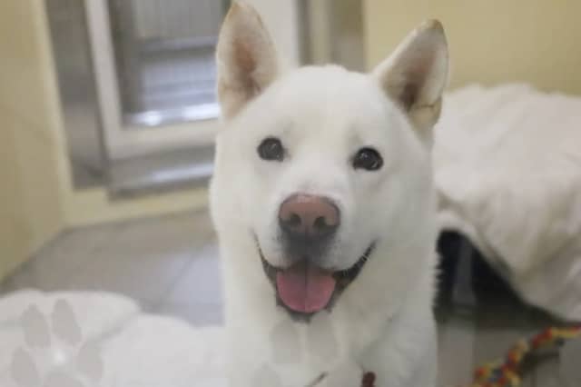 This handsome two-year-old is a gentle lad who needs active adopters ready for exercise in all weathers and a secure garden to explore. Because he can be anxious with handling and struggles when left alone, he needs a quiet home where he is the only pet and has someone around most of the day.