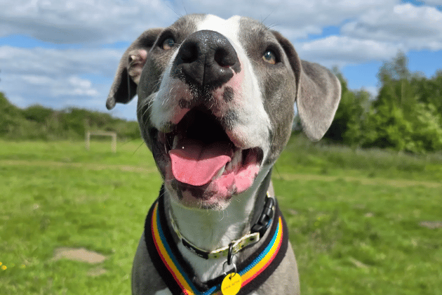 After a difficult start as the ‘runt’ of her litter, 18-month-old Ivy has spent her whole life at the centre and needs very patient, special adopters to help build her confidence. Because she requires multiple transition visits, her new family must live within a one-hour drive of the Leeds rehoming centre.