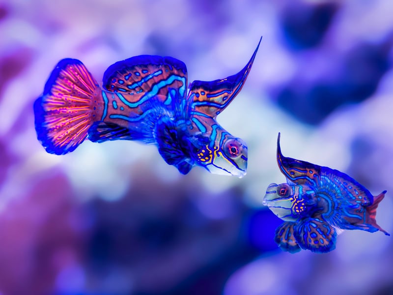 Native to the Pacific Ocean, the Mandarinfish (or Mandarin Goby) are small, brilliantly colored fish with incredible psychedelic patterns. Peaceful and friendly fish, they can be challenging to care for due to their specialized diet - they love to eat Copepod crustaceans.