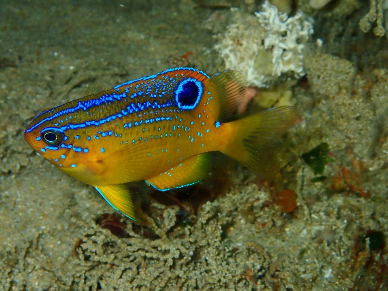 There are damselfish that come in pretty much every colour of the rainbow and many are popular pets thanks to their relatively small size - even the largest species only reach about 30cm in length. Their diets include small crustaceans, plankton, and algae. 