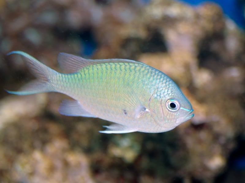 Green Chromis are small, schooling fish with a shimmering green-blue coloration that offer flashes of colour as they swim around the aquarium. They are peaceful, making them excellent community fish. They do best in groups and require ample swimming space. Hardy and easy to feed, they adapt well to various tank conditions and are often kept in reef setups due to their gentle nature. These are super-chilled finned friends. 