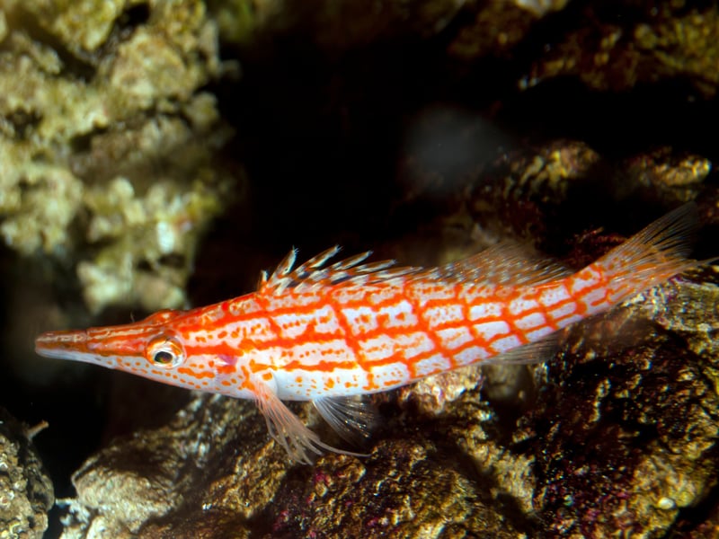You certainly won't confuse the Longnose Hawkfish with any other fish, thanks to its distinctive red-and-white checkered pattern and an elongated snout. They tend to spend most of their day chilling on coral or rocks but can't share a tank with small fish, which they consider to be a tasty snack. 