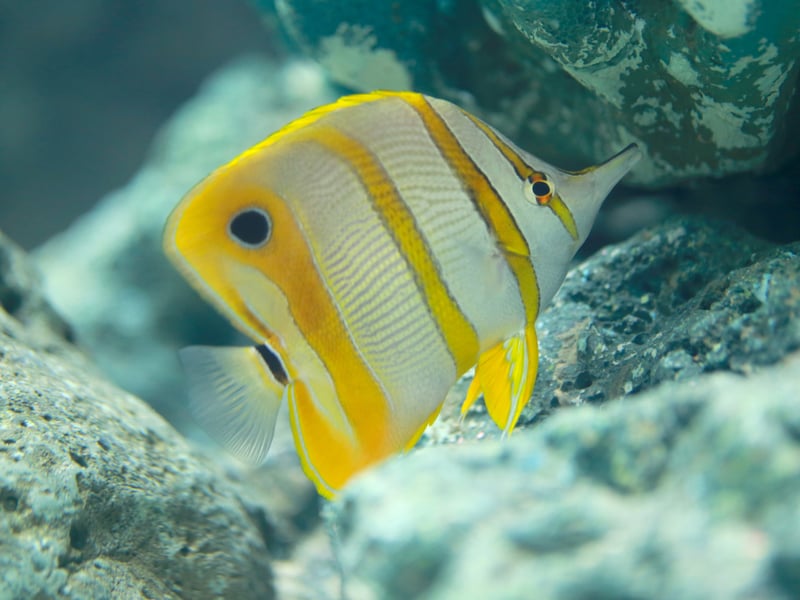 A delicate and pretty fish with an adorable elongated snout, the Copperbanded (or Copperband) Butterflyfish is a real favorite for aquarists. However, it can be difficult to feed, as it often prefers live foods. It is peaceful and can help control aiptasia (pest anemones), but it requires a mature, well-maintained tank to thrive.