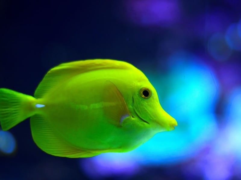 The Blue Tang's close cousin the Yellow Tang is also a popular choice for those with larger tanks - with their remarkable bright yellow colouration. They are largely peaceful herbivores that thrive on a diet rich in marine algae. Due to their popularity, they are often captive-bred, making them a more sustainable choice for hobbyists.