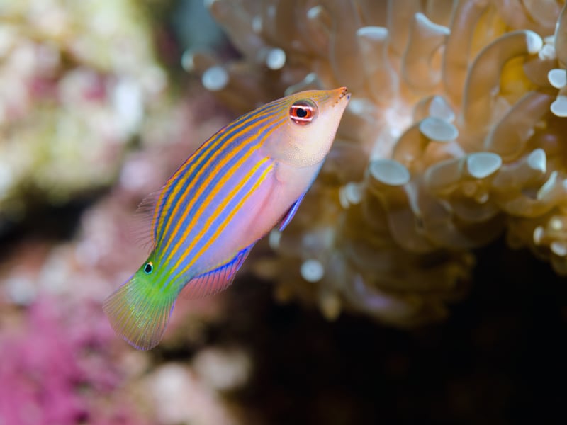 The energetic, striped Six-Line (count them!) Wrasse is a handy fish to have around - as it controls pests like bristle worms. It’s reef-safe but can be semi-aggressive. You'll need to be sure to provide live rock and hiding spaces to match their natural behavior. 