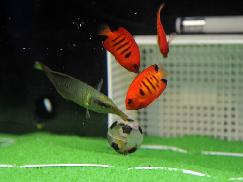 All Angelfish are stunning but perhaps none are quite as striking as the Flame Angelfish with their red-orange body with black and blue rear. They can be aggressive so you need to be careful when choosing their tank-buddies. They need live rock (old coral colonized by invertebrates, corals, sponges, and bacteria) to graze on.
