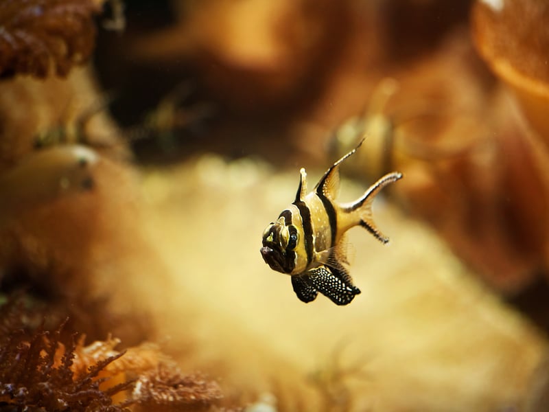 Another great choice for beginners is the Banggai Cardinalfish - a striking black-and-white striped fish with elegant fins that is a peaceful and hardy addition to aquariums. They are slow moving and won't bother any of their tankmates, although are nocturnal so like an aquarium with subdued lighting. They like being kept with a group of fellow-Cardinalfish who they will form a family group with. 