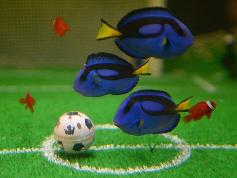 Also known at the Regal Tang, the Blue Tang is certainly a royal-looking fish thanks to its stunning blue body and yellow tail. You'll need a large aquarium to house these fish because they are very active swimmers. They will get on with other fish, although can be territorial when it comes to other Tangs. Nemo's best pal Dory is a Blue Tang. Just keep swimming!