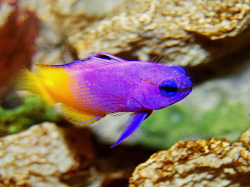This peaceful, vibrant purple-and-yellow fish thrives in reef aquariums. It prefers caves and crevices for hiding and gets along well with other non-aggressive tank mates. This is one fish that will brighten up any salt water aquarium. 