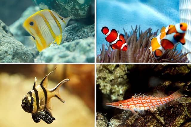 Four of the best breeds of tropical fish for saltwater aquariums.
