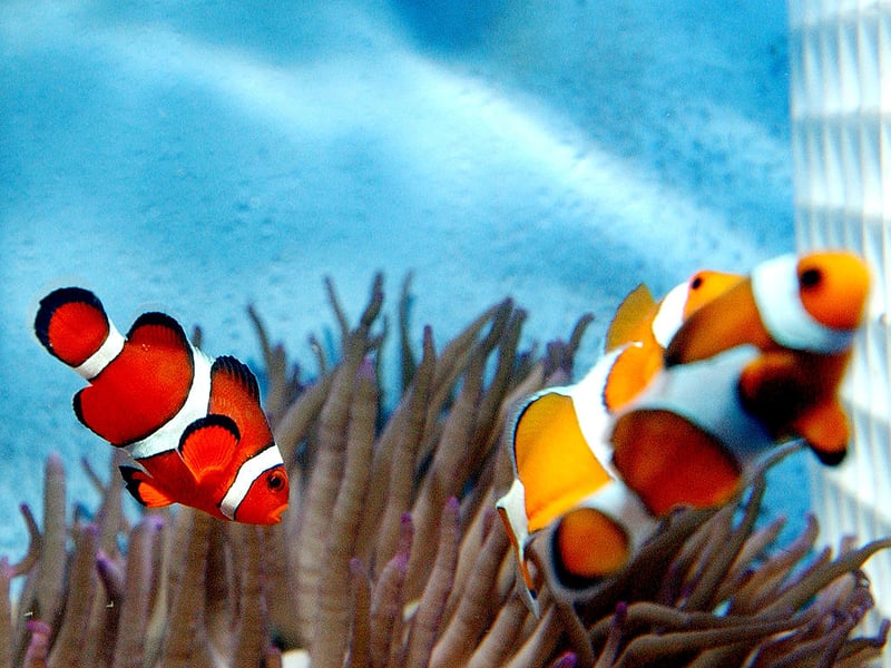 Clownfish are probably the world's most popular fish for saltwater aquariasts - partly due to it being the species of the hero in the animated film 'Finding Nemo'. Instantly recognisable, they are the perfect fish for beginners - hardy, and easy to care for. As fans of 'Finding Nemo' will know they often form symbiotic relationships with sea anemones. They are sociable wee fish and lover living with others in a tank with plenty of hidey-holes.