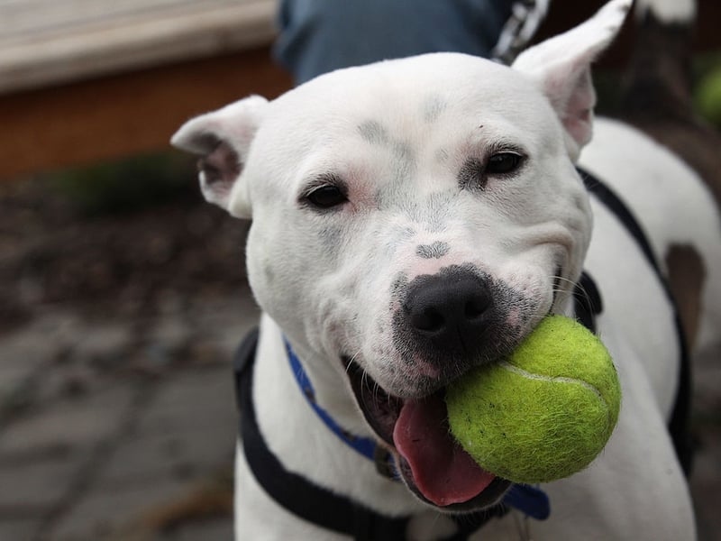 There's no doubting the UK's top dog when it comes to terriers. The Staffordshire Bull Terrier had 5,375 Royal Kennel Club registrations in 2025. It was also the most popular terrier of 2024 and looks like dominating for years to come.