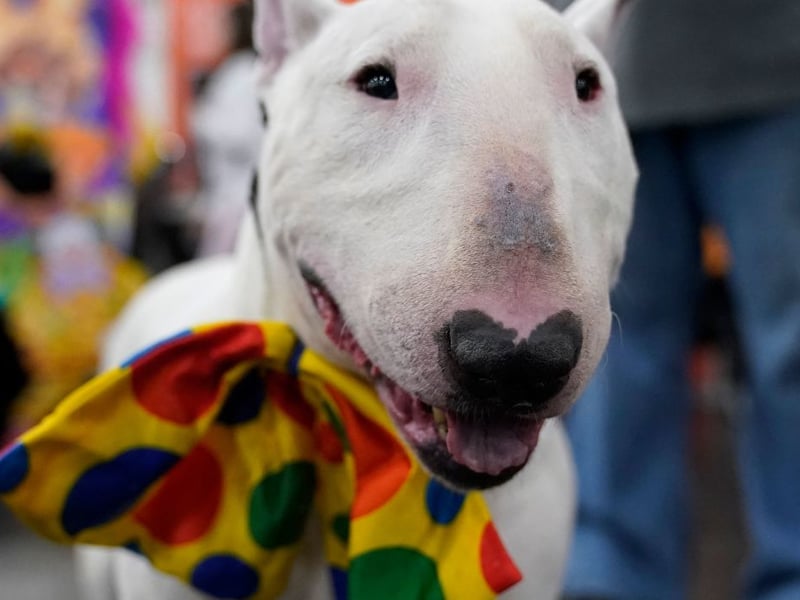 A total of 943 Kennel Club registrations in 2025 are enough to make the Bull Terrier the fourth most popular dog in their group. It was originally bred in England for vermin control and bloodsports but are now kept mainly as loving family pets.