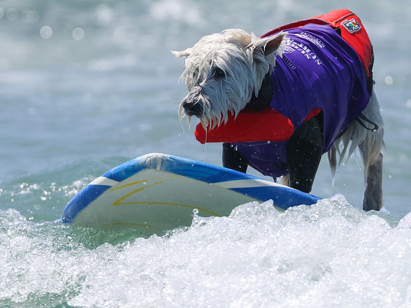 The West Highland White Terrier had 1,083 registrations with the Kennel Club last year, putting them in third spot - up a place on last year. Commonly known as Westies, they need plenty of exercise to thrive.