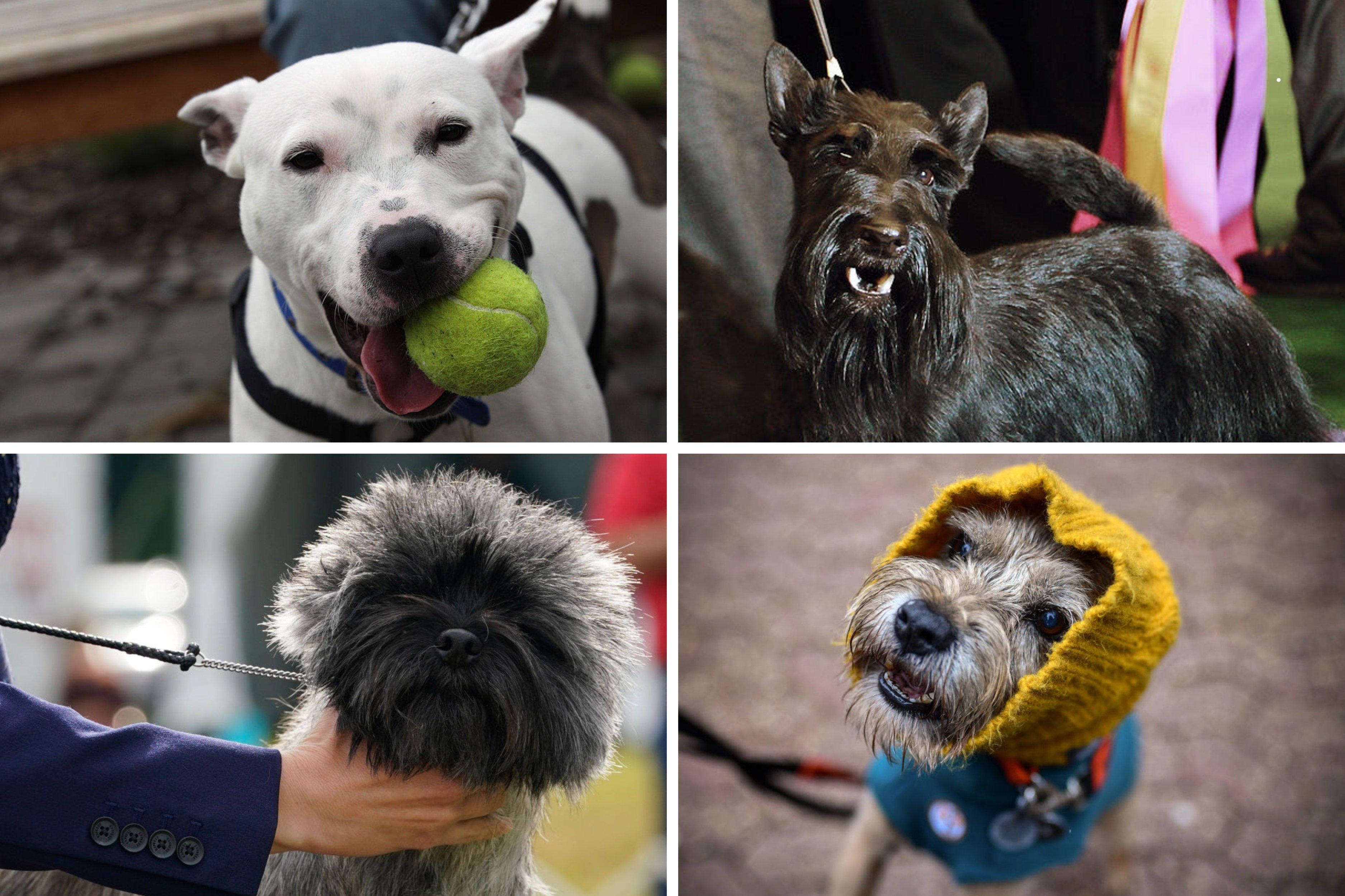 Popular Terriers Top Terriers 2026: Here are the 12 most popular breeds of adorable ...