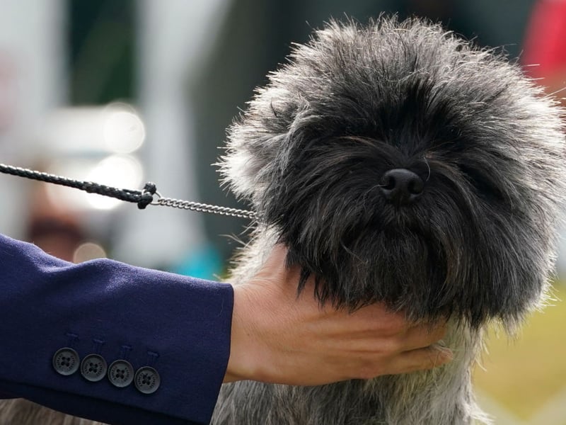 Originating from the Scottish Highlands, the Cairn Terrier is recognised as one of the oldest breeds of working dog and just misses out on a top five spot. There were 467 Kennel Club registrations in 2025.